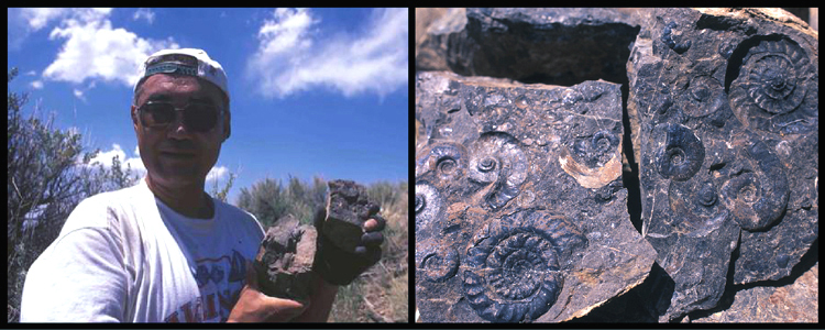 Columbites parisianus Zone